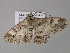  ( - BC ZSM Lep 24552)  @12 [ ] CreativeCommons - Attribution Non-Commercial Share-Alike (2010) Unspecified SNSB, Zoologische Staatssammlung Muenchen