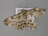  ( - BC ZSM Lep 24554)  @12 [ ] CreativeCommons - Attribution Non-Commercial Share-Alike (2010) Unspecified SNSB, Zoologische Staatssammlung Muenchen