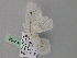  ( - BC ZSM Lep 24583)  @12 [ ] CreativeCommons - Attribution Non-Commercial Share-Alike (2010) Unspecified SNSB, Zoologische Staatssammlung Muenchen