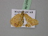  ( - BC ZSM Lep 24590)  @12 [ ] CreativeCommons - Attribution Non-Commercial Share-Alike (2010) Unspecified SNSB, Zoologische Staatssammlung Muenchen
