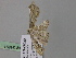  ( - BC ZSM Lep 24591)  @12 [ ] CreativeCommons - Attribution Non-Commercial Share-Alike (2010) Unspecified SNSB, Zoologische Staatssammlung Muenchen