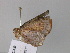 ( - BC ZSM Lep 24594)  @13 [ ] CreativeCommons - Attribution Non-Commercial Share-Alike (2010) Unspecified SNSB, Zoologische Staatssammlung Muenchen
