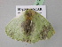  ( - BC ZSM Lep 24595)  @13 [ ] CreativeCommons - Attribution Non-Commercial Share-Alike (2010) Unspecified SNSB, Zoologische Staatssammlung Muenchen