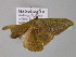  ( - BC ZSM Lep 24596)  @12 [ ] CreativeCommons - Attribution Non-Commercial Share-Alike (2010) Unspecified SNSB, Zoologische Staatssammlung Muenchen