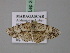  (Ectropis sogaiAH01Md - BC ZSM Lep 24625)  @13 [ ] CreativeCommons - Attribution Non-Commercial Share-Alike (2010) Unspecified SNSB, Zoologische Staatssammlung Muenchen