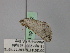  (Phrixocomes AH01Au - BC ZSM Lep 24632)  @13 [ ] CreativeCommons - Attribution Non-Commercial Share-Alike (2010) Unspecified SNSB, Zoologische Staatssammlung Muenchen