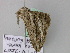  ( - BC ZSM Lep 24639)  @12 [ ] CreativeCommons - Attribution Non-Commercial Share-Alike (2010) Unspecified SNSB, Zoologische Staatssammlung Muenchen