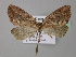  (Butleriana - BC ZSM Lep 24640)  @14 [ ] CreativeCommons - Attribution Non-Commercial Share-Alike (2010) Unspecified SNSB, Zoologische Staatssammlung Muenchen