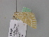  ( - BC ZSM Lep 24641)  @11 [ ] CreativeCommons - Attribution Non-Commercial Share-Alike (2010) Unspecified SNSB, Zoologische Staatssammlung Muenchen