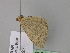  ( - BC ZSM Lep 24649)  @11 [ ] CreativeCommons - Attribution Non-Commercial Share-Alike (2010) Unspecified SNSB, Zoologische Staatssammlung Muenchen