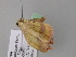  ( - BC ZSM Lep 24650)  @12 [ ] CreativeCommons - Attribution Non-Commercial Share-Alike (2010) Unspecified SNSB, Zoologische Staatssammlung Muenchen