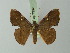  ( - BC ZSM Lep 73070)  @11 [ ] CreativeCommons - Attribution Non-Commercial Share-Alike (2015) Axel Hausmann/Bavarian State Collection of Zoology (ZSM) SNSB, Zoologische Staatssammlung Muenchen