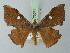  ( - BC ZSM Lep 73071)  @11 [ ] CreativeCommons - Attribution Non-Commercial Share-Alike (2015) Axel Hausmann/Bavarian State Collection of Zoology (ZSM) SNSB, Zoologische Staatssammlung Muenchen
