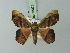  ( - BC ZSM Lep 73073)  @11 [ ] CreativeCommons - Attribution Non-Commercial Share-Alike (2015) Axel Hausmann/Bavarian State Collection of Zoology (ZSM) SNSB, Zoologische Staatssammlung Muenchen