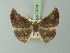 ( - BC ZSM Lep 73074)  @11 [ ] CreativeCommons - Attribution Non-Commercial Share-Alike (2015) Axel Hausmann/Bavarian State Collection of Zoology (ZSM) SNSB, Zoologische Staatssammlung Muenchen