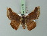  (Garaeus porphyreofusa - BC ZSM Lep 73075)  @11 [ ] CreativeCommons - Attribution Non-Commercial Share-Alike (2015) Axel Hausmann/Bavarian State Collection of Zoology (ZSM) SNSB, Zoologische Staatssammlung Muenchen
