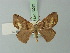  (Trotogonia niphe - BC ZSM Lep 73083)  @11 [ ] CreativeCommons - Attribution Non-Commercial Share-Alike (2015) Axel Hausmann/Bavarian State Collection of Zoology (ZSM) SNSB, Zoologische Staatssammlung Muenchen