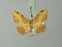 ( - BC ZSM Lep 73097)  @11 [ ] CreativeCommons - Attribution Non-Commercial Share-Alike (2015) Axel Hausmann/Bavarian State Collection of Zoology (ZSM) SNSB, Zoologische Staatssammlung Muenchen