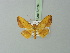  ( - BC ZSM Lep 73104)  @14 [ ] CreativeCommons - Attribution Non-Commercial Share-Alike (2015) Axel Hausmann/Bavarian State Collection of Zoology (ZSM) SNSB, Zoologische Staatssammlung Muenchen