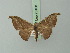  ( - BC ZSM Lep 73108)  @11 [ ] CreativeCommons - Attribution Non-Commercial Share-Alike (2015) Axel Hausmann/Bavarian State Collection of Zoology (ZSM) SNSB, Zoologische Staatssammlung Muenchen
