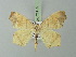  ( - BC ZSM Lep 73113)  @14 [ ] CreativeCommons - Attribution Non-Commercial Share-Alike (2015) Axel Hausmann/Bavarian State Collection of Zoology (ZSM) SNSB, Zoologische Staatssammlung Muenchen