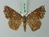  ( - BC ZSM Lep 73116)  @14 [ ] CreativeCommons - Attribution Non-Commercial Share-Alike (2015) Axel Hausmann/Bavarian State Collection of Zoology (ZSM) SNSB, Zoologische Staatssammlung Muenchen