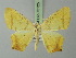  ( - BC ZSM Lep 73125)  @11 [ ] CreativeCommons - Attribution Non-Commercial Share-Alike (2015) Axel Hausmann/Bavarian State Collection of Zoology (ZSM) SNSB, Zoologische Staatssammlung Muenchen