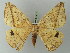  ( - BC ZSM Lep 73131)  @11 [ ] CreativeCommons - Attribution Non-Commercial Share-Alike (2015) Axel Hausmann/Bavarian State Collection of Zoology (ZSM) SNSB, Zoologische Staatssammlung Muenchen