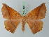  ( - BC ZSM Lep 73138)  @11 [ ] CreativeCommons - Attribution Non-Commercial Share-Alike (2015) Axel Hausmann/Bavarian State Collection of Zoology (ZSM) SNSB, Zoologische Staatssammlung Muenchen