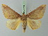  (Bassania foingi - BC ZSM Lep 73144)  @14 [ ] CreativeCommons - Attribution Non-Commercial Share-Alike (2015) Axel Hausmann/Bavarian State Collection of Zoology (ZSM) SNSB, Zoologische Staatssammlung Muenchen
