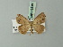  ( - BC ZSM Lep 73548)  @11 [ ] CreativeCommons - Attribution Non-Commercial Share-Alike (2015) Axel Hausmann/Bavarian State Collection of Zoology (ZSM) SNSB, Zoologische Staatssammlung Muenchen