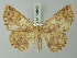  (Isochromodes turbinata - BC ZSM Lep 73549)  @14 [ ] CreativeCommons - Attribution Non-Commercial Share-Alike (2015) Axel Hausmann/Bavarian State Collection of Zoology (ZSM) SNSB, Zoologische Staatssammlung Muenchen