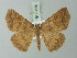  (Isochromodes jodea - BC ZSM Lep 73550)  @11 [ ] CreativeCommons - Attribution Non-Commercial Share-Alike (2015) Axel Hausmann/Bavarian State Collection of Zoology (ZSM) SNSB, Zoologische Staatssammlung Muenchen
