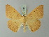  ( - BC ZSM Lep 73556)  @11 [ ] CreativeCommons - Attribution Non-Commercial Share-Alike (2015) Axel Hausmann/Bavarian State Collection of Zoology (ZSM) SNSB, Zoologische Staatssammlung Muenchen