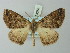  (Xanthisthisa terna - BC ZSM Lep 73558)  @15 [ ] CreativeCommons - Attribution Non-Commercial Share-Alike (2015) Axel Hausmann/Bavarian State Collection of Zoology (ZSM) SNSB, Zoologische Staatssammlung Muenchen