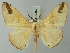  ( - BC ZSM Lep 73562)  @11 [ ] CreativeCommons - Attribution Non-Commercial Share-Alike (2015) Axel Hausmann/Bavarian State Collection of Zoology (ZSM) SNSB, Zoologische Staatssammlung Muenchen