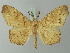  ( - BC ZSM Lep 73565)  @11 [ ] CreativeCommons - Attribution Non-Commercial Share-Alike (2015) Axel Hausmann/Bavarian State Collection of Zoology (ZSM) SNSB, Zoologische Staatssammlung Muenchen