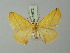  ( - BC ZSM Lep 73572)  @11 [ ] CreativeCommons - Attribution Non-Commercial Share-Alike (2015) Axel Hausmann/Bavarian State Collection of Zoology (ZSM) SNSB, Zoologische Staatssammlung Muenchen