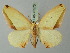  (Sycia dognini - BC ZSM Lep 73573)  @11 [ ] CreativeCommons - Attribution Non-Commercial Share-Alike (2015) Axel Hausmann/Bavarian State Collection of Zoology (ZSM) SNSB, Zoologische Staatssammlung Muenchen