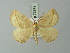  (Sycia aurunca - BC ZSM Lep 73574)  @11 [ ] CreativeCommons - Attribution Non-Commercial Share-Alike (2015) Axel Hausmann/Bavarian State Collection of Zoology (ZSM) SNSB, Zoologische Staatssammlung Muenchen