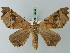  ( - BC ZSM Lep 73583)  @13 [ ] CreativeCommons - Attribution Non-Commercial Share-Alike (2015) Axel Hausmann/Bavarian State Collection of Zoology (ZSM) SNSB, Zoologische Staatssammlung Muenchen