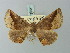  (Pero rapinaria - BC ZSM Lep 73587)  @11 [ ] CreativeCommons - Attribution Non-Commercial Share-Alike (2015) Axel Hausmann/Bavarian State Collection of Zoology (ZSM) SNSB, Zoologische Staatssammlung Muenchen