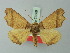  ( - BC ZSM Lep 73589)  @13 [ ] CreativeCommons - Attribution Non-Commercial Share-Alike (2015) Axel Hausmann/Bavarian State Collection of Zoology (ZSM) SNSB, Zoologische Staatssammlung Muenchen
