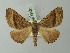  ( - BC ZSM Lep 73590)  @11 [ ] CreativeCommons - Attribution Non-Commercial Share-Alike (2015) Axel Hausmann/Bavarian State Collection of Zoology (ZSM) SNSB, Zoologische Staatssammlung Muenchen