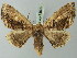  ( - BC ZSM Lep 73592)  @13 [ ] CreativeCommons - Attribution Non-Commercial Share-Alike (2015) Axel Hausmann/Bavarian State Collection of Zoology (ZSM) SNSB, Zoologische Staatssammlung Muenchen