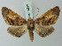  (Pero periculosaria - BC ZSM Lep 73593)  @11 [ ] CreativeCommons - Attribution Non-Commercial Share-Alike (2015) Axel Hausmann/Bavarian State Collection of Zoology (ZSM) SNSB, Zoologische Staatssammlung Muenchen