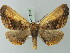  ( - BC ZSM Lep 73595)  @11 [ ] CreativeCommons - Attribution Non-Commercial Share-Alike (2015) Axel Hausmann/Bavarian State Collection of Zoology (ZSM) SNSB, Zoologische Staatssammlung Muenchen