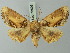  ( - BC ZSM Lep 73596)  @11 [ ] CreativeCommons - Attribution Non-Commercial Share-Alike (2015) Axel Hausmann/Bavarian State Collection of Zoology (ZSM) SNSB, Zoologische Staatssammlung Muenchen