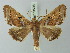  ( - BC ZSM Lep 73598)  @11 [ ] CreativeCommons - Attribution Non-Commercial Share-Alike (2015) Axel Hausmann/Bavarian State Collection of Zoology (ZSM) SNSB, Zoologische Staatssammlung Muenchen