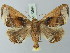  ( - BC ZSM Lep 73599)  @11 [ ] CreativeCommons - Attribution Non-Commercial Share-Alike (2015) Axel Hausmann/Bavarian State Collection of Zoology (ZSM) SNSB, Zoologische Staatssammlung Muenchen